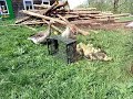 Знакомство гусака и гусыни с гусятами день1 Знакомство гусака и гусыни с гусятами день1
