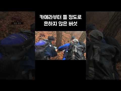 흔하지 않은 <strong>버섯을</strong> 발견하자 사진부터 찍는 약초꾼들 #shorts