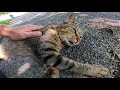 木陰で野良猫が寝ていたのでナデナデすると隣に座ってきた