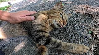 木陰で野良猫が寝ていたのでナデナデすると隣に座ってきた