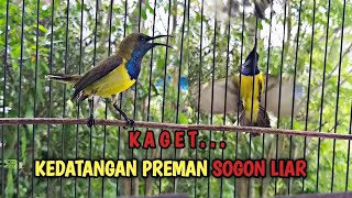 SOGON GACOR NGLEPER TARUNG SAMA SOGON LIAR || PANCINGAN AMPUH PENDONGKRAK EMOSI SOGON BAHAN