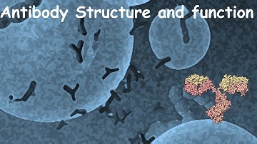 Antibody structure and function