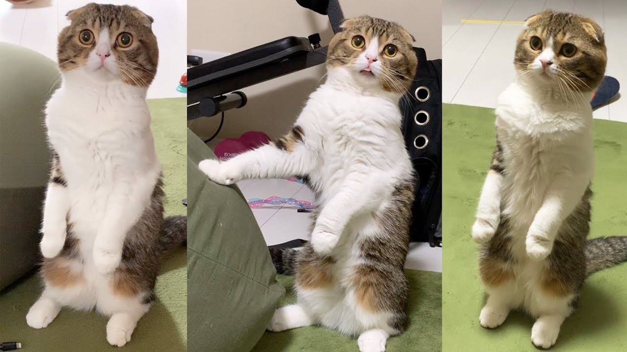 猫が立つのにハマってて困ってます スコティッシュフォールド Youtube