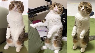 猫が立つのにハマってて困ってます…【スコティッシュフォールド】