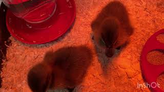 We Got More Ducks!!!