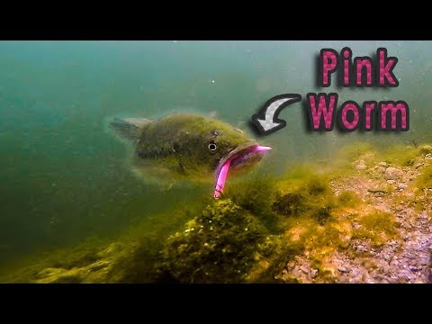 Bass Eats A Pink Worm?? - Underwater Footage [MUST SEE] 