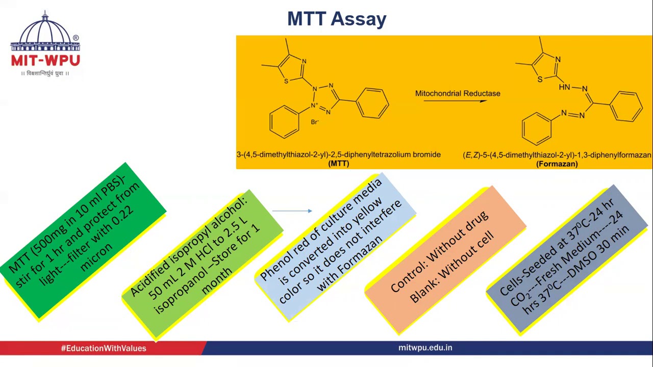 MTT assay YouTube