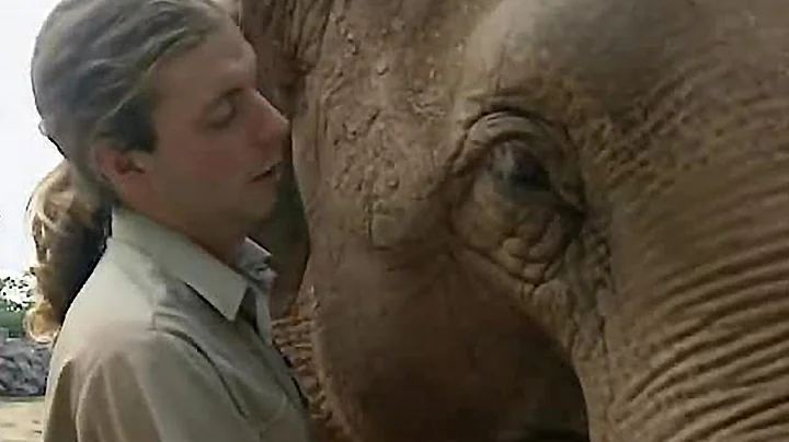 How intelligent is an elephant? (2023)
