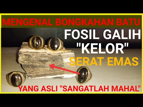 Mengenal Bongkahan Batu FOSIL GALIH KELOR SERAT EMAS yang ASLI dan Ciri-Cirinya. 