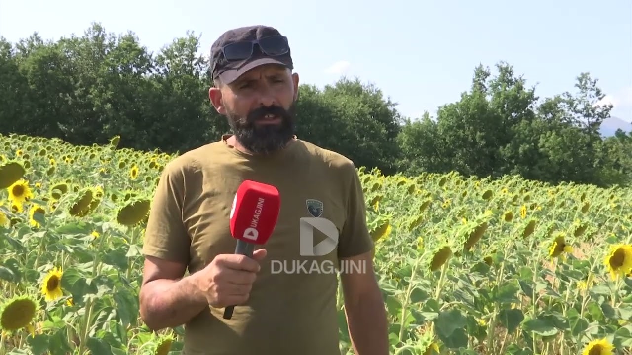 “Kam rreth 1 hektarë e 40 ari të mbjellura me lule dielli”/ Lule diellit në fshatin Tërrnavë