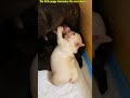 幸せを運ぶ子犬 #KoreaPuppies #JapanDogs