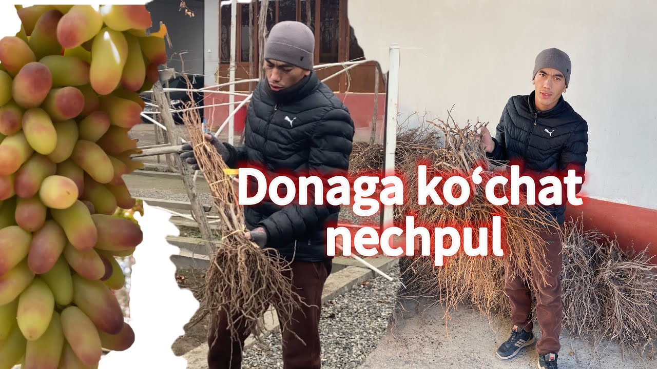 Uzum koʻchatlari uchun 911269939