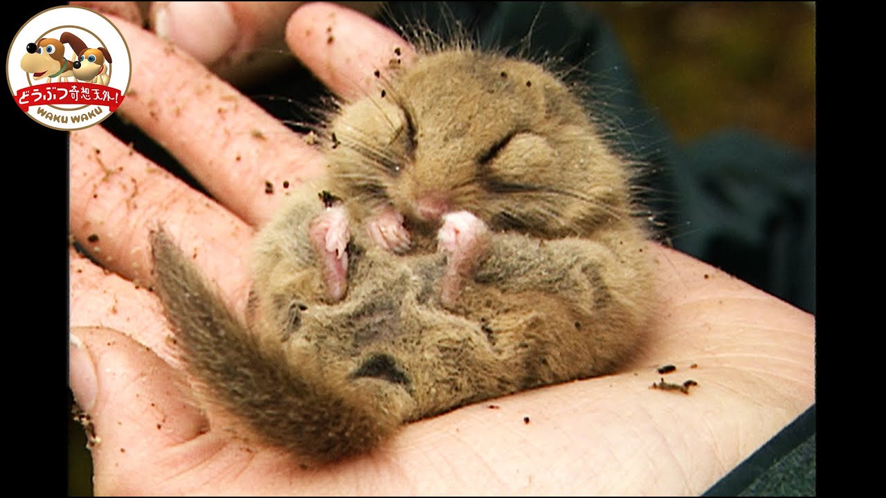 【手のひらサイズ】1年の半分を眠って過ごすニホンヤマネはとても器用！細い枝でも逆さになってスイスイ進む！【どうぶつ奇想天外／WAKUWAKU】