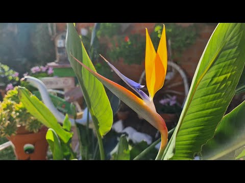 Video: Royal strelitzia - una mascota brillante en la casa