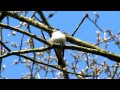 Spotted Flycatcher Singing In Hardcastle Crags HD Spotted Flycatcher Singing In Hardcastle Crags HD