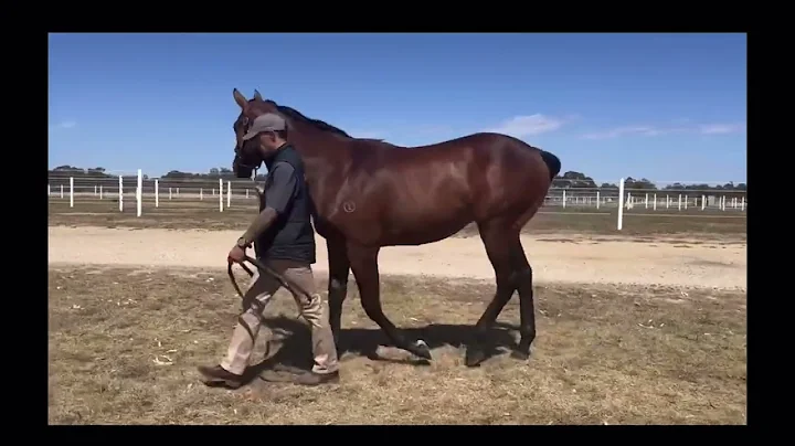 2020 Grunt x Madam Delponte