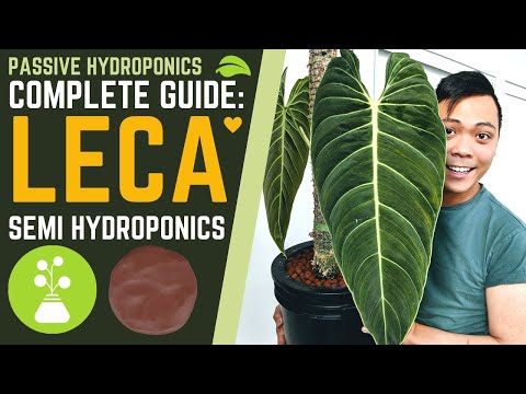 Complete Guide: How to Grow Plants in LECA u0026 SEMI HYDROPONICS ? My Secrets (Basic Tips for Success)