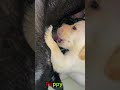 かわいい子犬の日常 #koreaPuppies #japanDogs