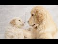 The wonderful bond between a golden retriever puppy and his brother