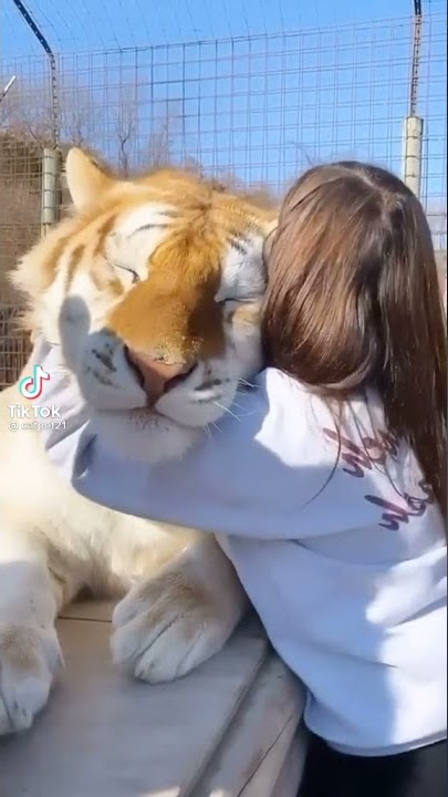 trending tiktok | big tiger lovers | #tiktok #tiger #short