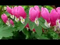 المسلسل الاذاعي النادر عشا الغلابة المسلسل الاذاعي النادر عشا الغلابة