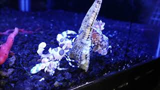 *WOW* Harlequin Shrimp eating starfish
