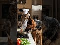 Hungry Dog vs. Busy Cat Chef! 🐶🐱