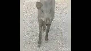 الخنزير في نواحي اكادير