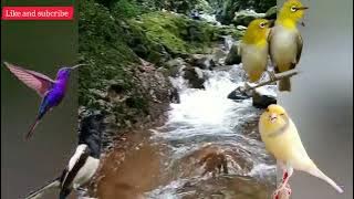 terapi pancingan burung pleci kacer kolibri kenari murai dan cucak ijo