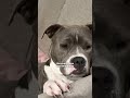 Pittie Couldn't Stop Shaking Until She Finally Felt Safe | The Dodo
