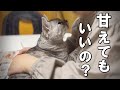 甘えることを忘れてしまった保護猫が再び甘えられるようになるまでの記録【保護猫・老猫】