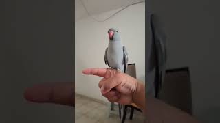 A Felicidade De Uma Criação Representada No Voo Da Luna.