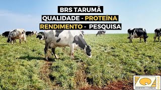 Trigo Brs Tarumã. Pastagem De Alta Performance