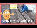 【農家の嫁】マルチでジャガイモ！インカのめざめ