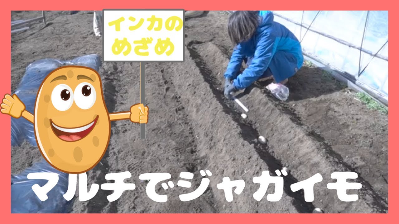 農家の嫁 マルチでジャガイモ インカのめざめ Youtube 農家の嫁 マルチでジャガイモ インカのめざめ Youtube