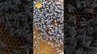 Работа Молодой Осенней Матки #Bee