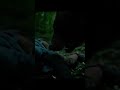 Brutal Wild Animal Ambush — Real Footage!#bear#discover#nature#animals#edit#funny#movie#wildlife