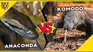 Pertarungan Antara Komodo dan Anaconda Siapakah yang Akan Menang?