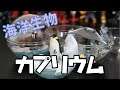 [ガチャ]お家で水族館！カプリウムコレクション 海洋生物