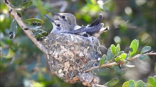 Birds of California. Episode 3.