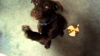 Riley Harwood As A Puppy