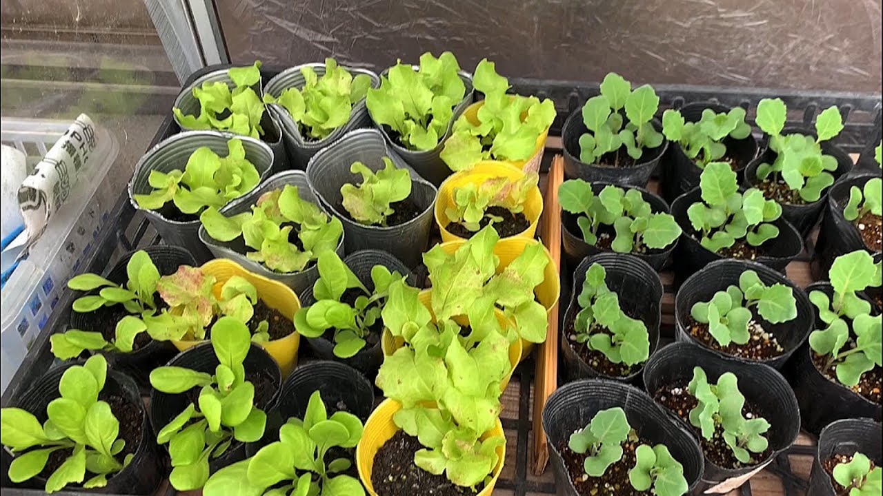 レタス、サラダ菜、サニーレタスの苗が育ったので畑へ植える。家庭菜園