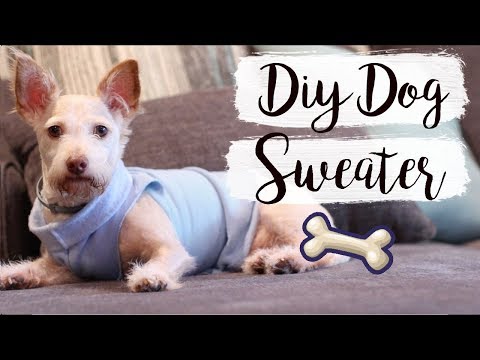 Easy DIY Dog Sweater (No Sew) | Pet DIYs - YouTube