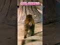 【パンチくん🐵】【涙腺崩壊】「もう、抱きしめられない…」パンチくんとパパの切なすぎる距離。