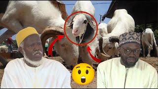 TABASKI: Oustaz Alioune Sall li mou wax si beesbi Keen kouneek War nasi bayi xel😭😭😭😭