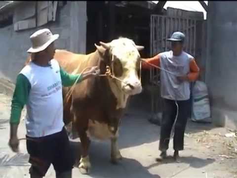 WOW!!! SAPI QURBAN SUPER JUMBO 1,2 TON!!! - YouTube