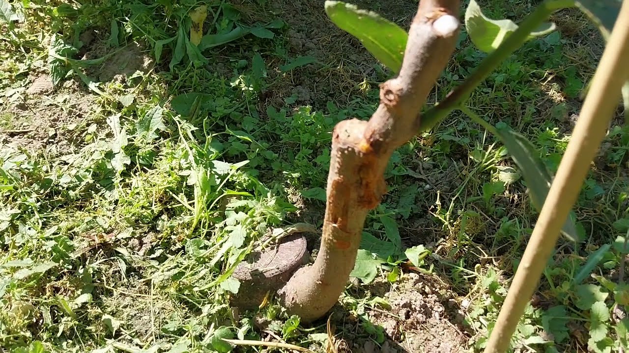 Развитие присадки 2023, част 3, оформяне втори етаж