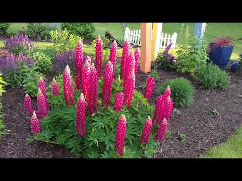 MINI GALLERY™ RED LUPINUS | www.gardencrossings.com