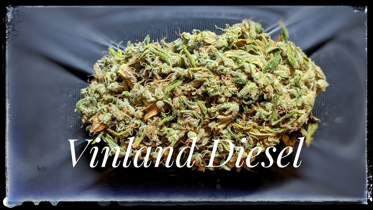 Canadian Legal Cannabis - Strain Review - Vinland Diesel