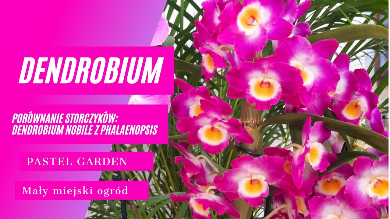 Как воспитывать Dendrobium Nobile, подчеркивается, сравнение с Phalaneopsis, мелочи
